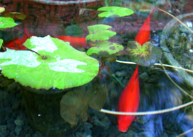 Fish in a fountain.
